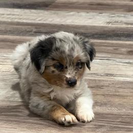 Massie - Blue merle female Toy Australian Shepherd puppy in Ambrose, Georgia from Brandilyn's Aussies