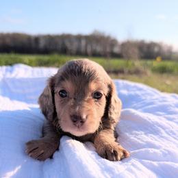 Donald - Dapple male Dachshund puppy in Unadilla, Georgia from Hamsley's Puppy Palace