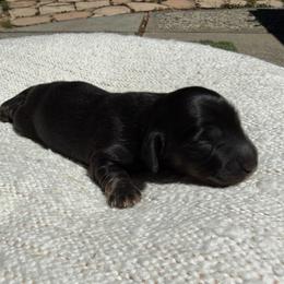 Black and tan - Black and tan male Dachshund puppy in Santa Rosa, California from Signature Mini Dachshunds