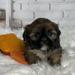 Holly - Tricolor female Shih Tzu puppy in Chico, California from North State Shih tzus