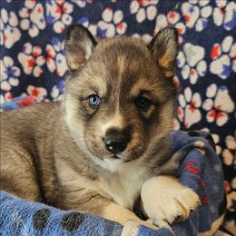 1 (orange) - Agouti and white female Siberian Husky puppy in Dane, Wisconsin from Sunny Hurricane Siberians
