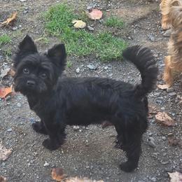 Bella KB Black - Black and tan female Yorkshire Terrier puppy in West Enfield, Maine from GRIFFEY'S SPA AND KENNEL