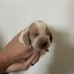 Nate - Lemon and white male Basset Hound puppy in California from Happy Hills Bassets