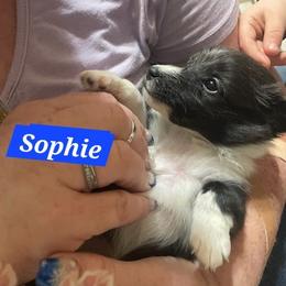 Teton - Black and white female Shetland Sheepdog puppy in Kaycee, Wyoming from Heavenly Shelties