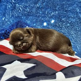 Dean - Chocolate and tan male Shih Tzu puppy in Fairfield County, Ohio from Wandering Tzu