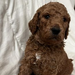 Poodles from Diamond Oaks Retrievers