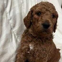 Poodles from Diamond Oaks Retrievers