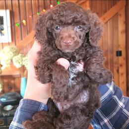 Charlie Brown - Toy Choc Brown - Brown male Poodle puppy in Falcon, Missouri from Cedar House Heritage Poodles | AKC Toy & Miniature Poodle Puppies Raised in Home