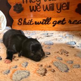 Artemis - Black female Shih Tzu puppy in Durham, North Carolina from The 🐾 Tang Clan Chronicle & Nursery