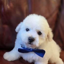 Boy 2 - White male Bichon Frise puppy in Lake Elsinore, California from Amber's Bichon Frise and Poodles