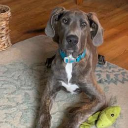 Leo - Great Dane