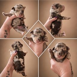 Boy 1, Champ - Merle male Bernedoodle puppy in Delphos, Ohio from Route 66 Poodles & Doodles, Sapphire Shih-tzu's of Ohio