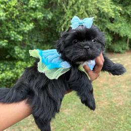 Laney - Black female Shih Tzu puppy in Garner, North Carolina from House of Paws Heritage Nursery