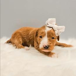 Anna - Red female Bernedoodle puppy in Russell Springs, Kentucky from 270 Doodles