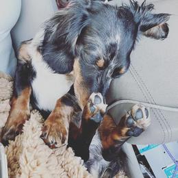 Dachshund All Grown Up from Lanier’s Little Weenies