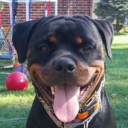 Ruby C - Rottweiler