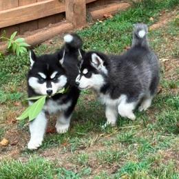 Cupcake - Black and white female Siberian Husky puppy in Elkin, North Carolina from Blue Ridge Shadow Huskies