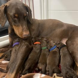 Doberman Pinscher puppies from Evoke