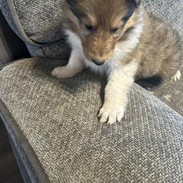 Jack - Sable and white male Collie puppy in Abilene, Texas from Regal Lassie's