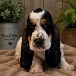 Mike - Yellow collar - Black white and brown male Basset Hound puppy in Edmonton, Kentucky from RiverBottom Bassets