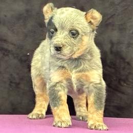 L66-03 - Blue male Australian Cattle Dog puppy in Sheridan, Oregon from 6pk Cattledogs