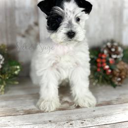 Miniature Schnauzer Puppies from Silver Sage Schnauzers