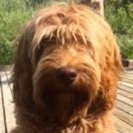 Clover - Australian Labradoodle