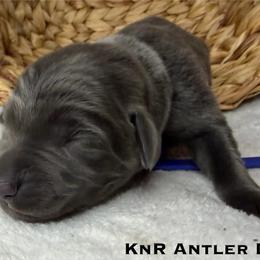 Ace - Charcoal male Dilute Retriever puppy in Grants Pass, Oregon from KnR Antler Dogs