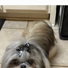 Shih Tzu Puppies from Grandma Ts Precious Puppies