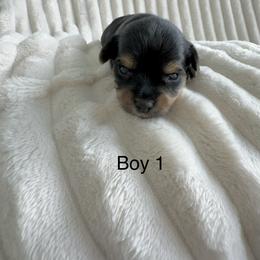 Boy 1 - Black and tan male Yorkshire Terrier puppy in Clint, Texas from Sun City Yorkies