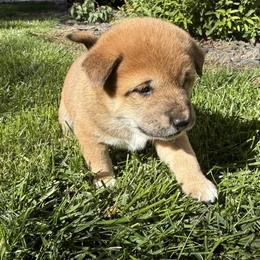 Shiba Inu Puppies from Anko Shibas