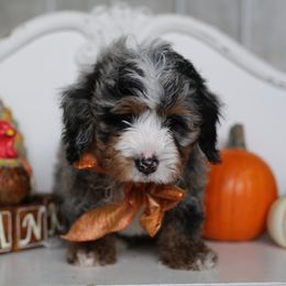 Bernedoodle Puppies from DoodlyDoodlyDoodles