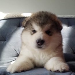 Alaskan Malamute Puppies from Sigma Alaskan Malamutes
