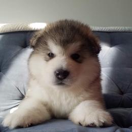 Alaskan Malamute Puppies from Sigma Alaskan Malamutes