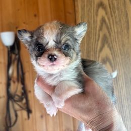 Chihuahua puppies from Happy Little Chihuahuas