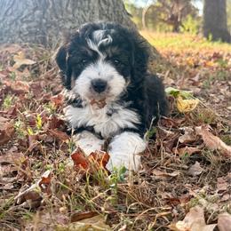 Jolene - Black tri-color female Aussiedoodle puppy in Charleston, Arkansas from Lazy S Aussies