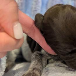 German Shorthaired Pointer Puppies from Hanaway GSPs