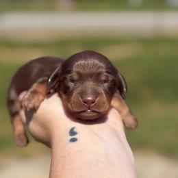 Lightning Rod - Boy 1 - Yellow - Chocolate and tan male Dachshund puppy in London, Kentucky from Steele Half Acre Homestead