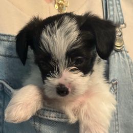 Parti Male - Parti male Yorkipoo puppy in Topeka, Kansas from Bayless Yorkiepoos