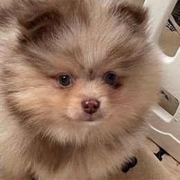 Boy 1 - Chocolate merle male Pomeranian puppy in Jamestown, California from Park Avenue Poms