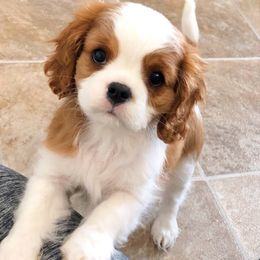 Cavalier King Charles Spaniel Puppies from Ikkes Cavaliers