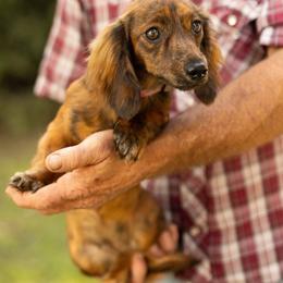 Margo - Dachshund