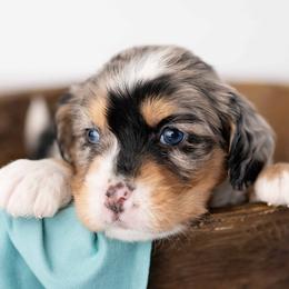 Socks - Blue merle male Bernedoodle puppy in Lititz, Pennsylvania from Sleepy Hollow Acres