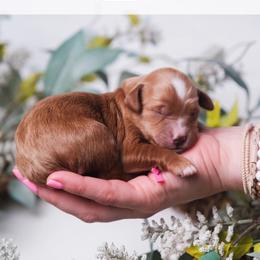 Willow - Red  female Goldendoodle puppy in New Lenox, Illinois from New Doods On The Block