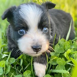 Toy Australian Shepherd All Grown Up from The Ranch of the Sun Toy Aussies