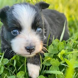 Toy Australian Shepherd All Grown Up from The Ranch of the Sun Toy Aussies