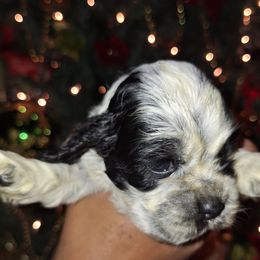 Boy 2 - Blue roan and tan male Cocker Spaniel puppy in Sparta, Georgia from Mekas Cocker Spaniel