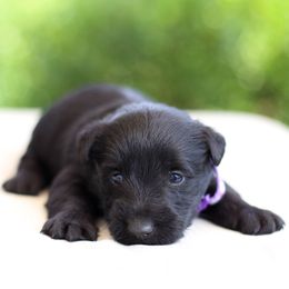 Girl 1 - female Scottish Terrier puppy in Mount Joy, Pennsylvania from K&M Kennel
