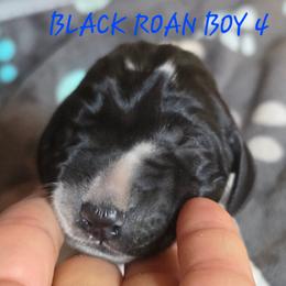 Boy 4 - Black roan male German Shorthaired Pointer puppy in China Township, Michigan from Snell's Superior Kennel Dobermann & GSP