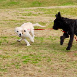 Belgian Laekenois, Dutch Shepherd, and Golden Retriever Puppies from Coswald
